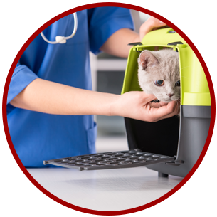 Cat at the Veterinarian