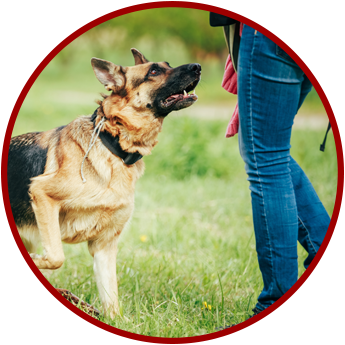 German Shepherd in Training